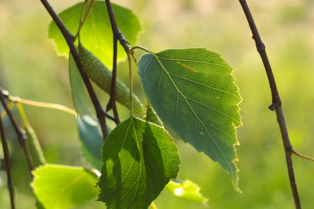 Paper Birch Leaf Identification