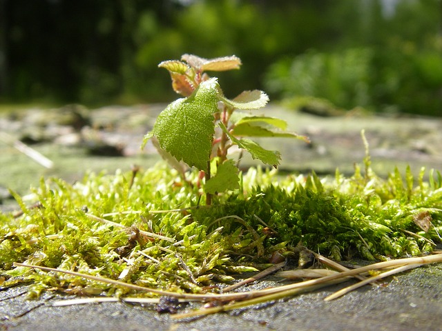 Propagate-Birch-Seedling