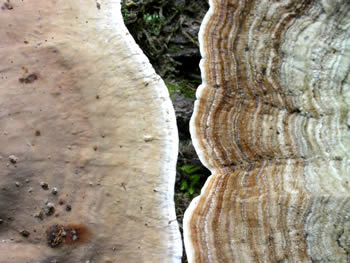 Stereum ostrea top and bottom how to tell apart from true turkey tail