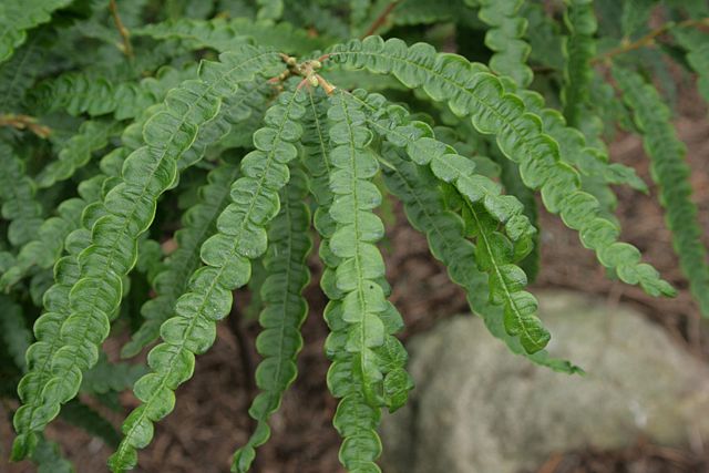 sweetfern comptonia peregrina how to identify and propagate