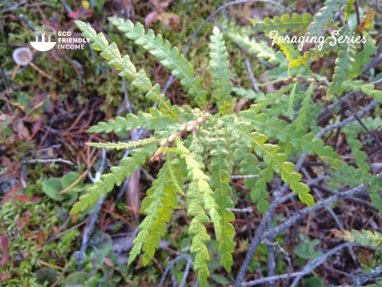Sweetfern (Comptonia peregrina) How to Identify & Propagate