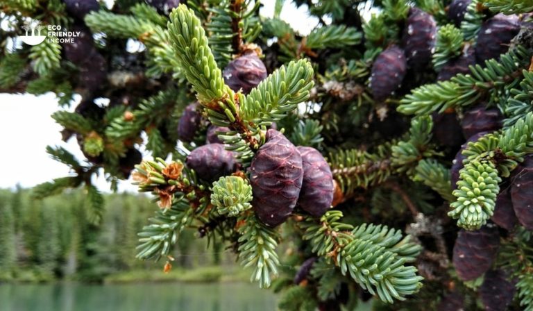 How to Propagate Black Spruce (Picea mariana)