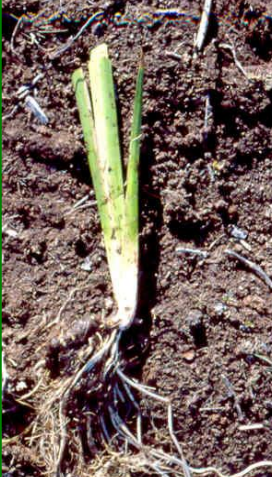 Acorus-americanum-sweet-flag-rhizome-cuttings