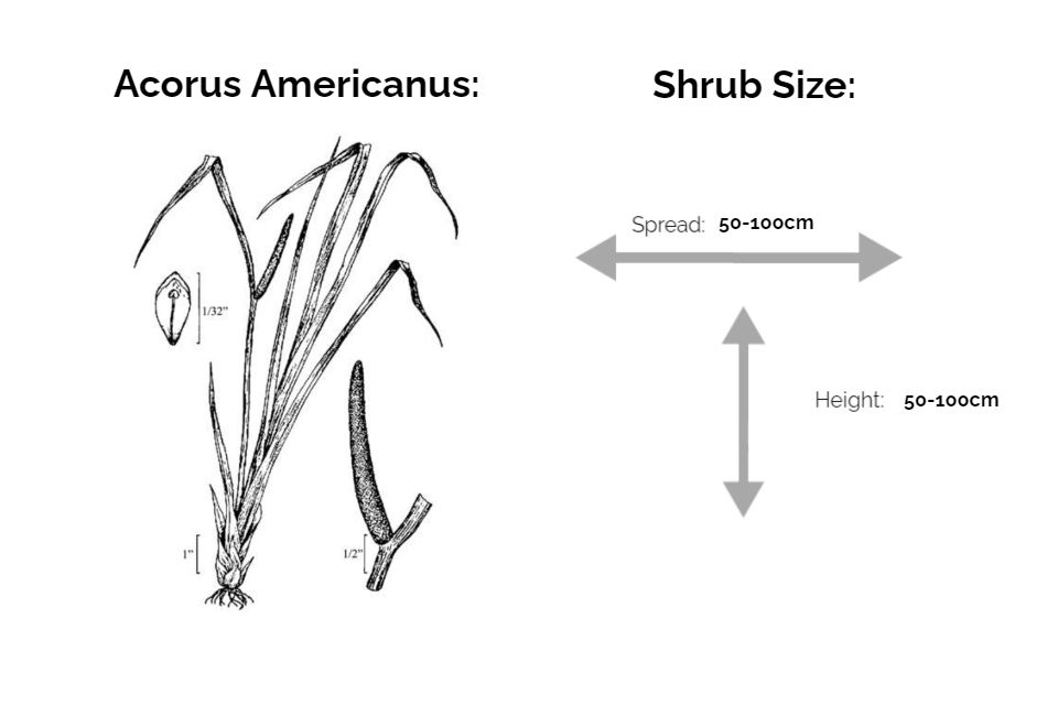 Acorus americanus info chart