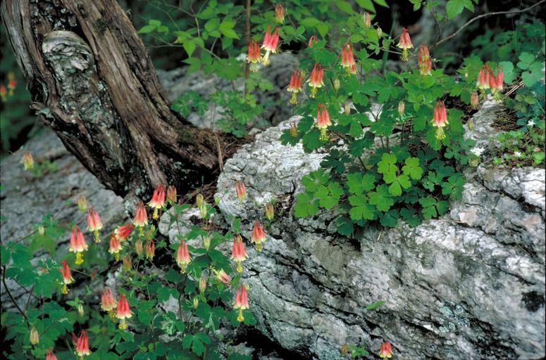 how to propagate canada columbine aquilegia canadensis