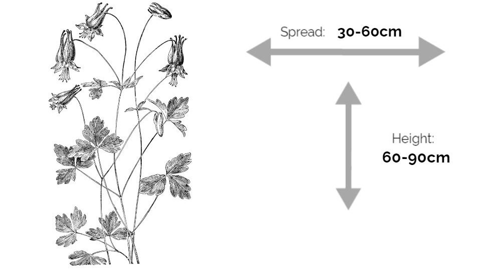 how to propagate canada columbine aquilegia canadensis