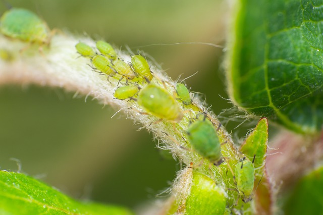 Aspen-Pests-Aphids