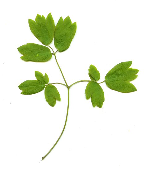 Caulophyllum_thalictroides_leaflet