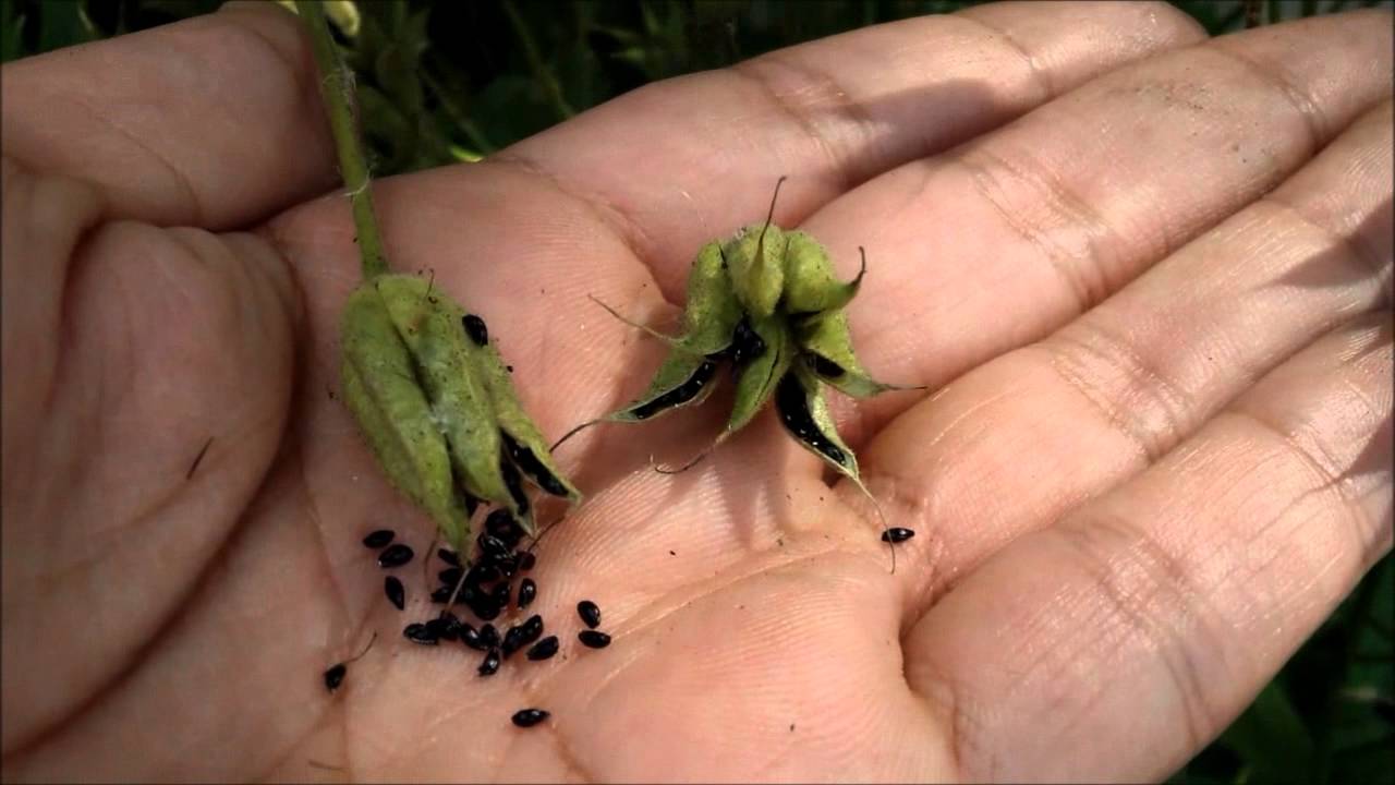 Columbine-seed-pods