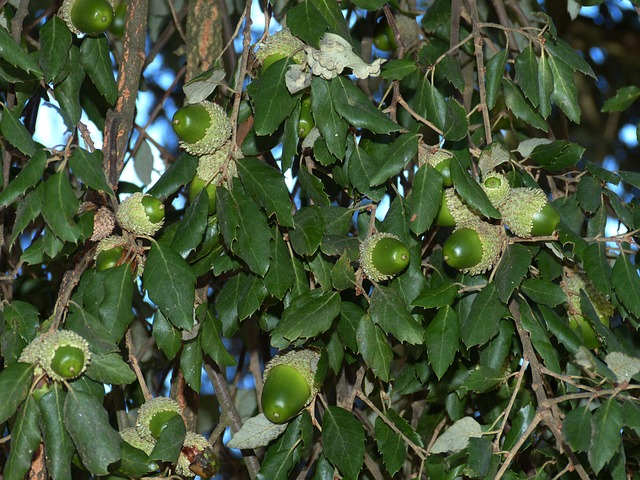 Cork Oak Leaves & Accorns