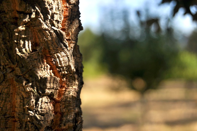 Cork Oak Quercus Suber Bark