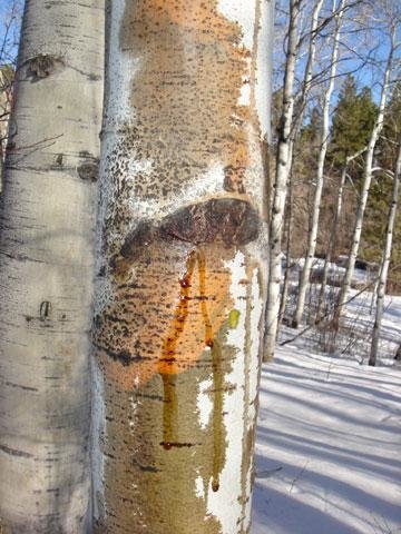 Cytospora-canker-quaking-aspen