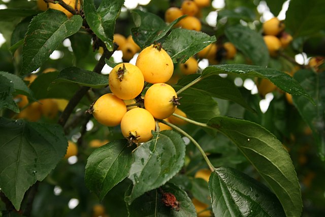 Fruits-how-to-propagate-siberian-crabapple-malus-baccata