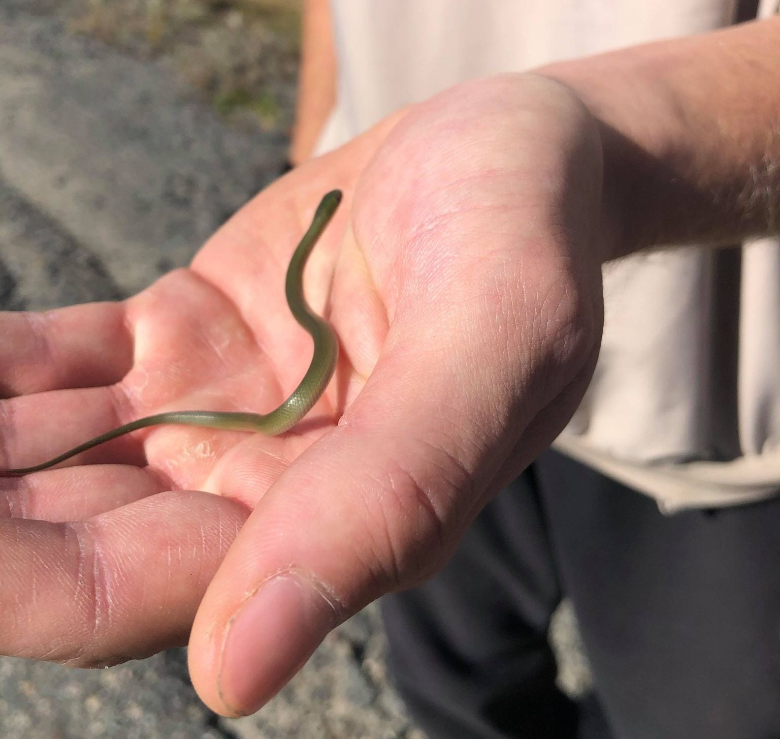 Smooth Greensnake (Opheodrys vernalis) Smooth Greensnake (Opheodrys vernalis)