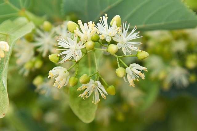 How-to-Identify-American-Linden-Tilia-americana-flowers