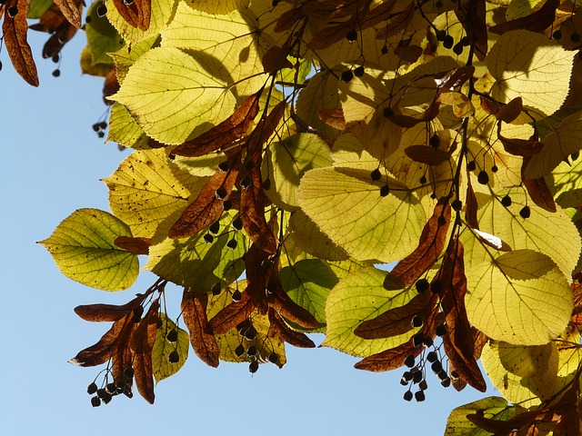 How-to-Identify-American-Linden-Tilia-americana-seeds
