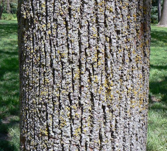 How-to-Identify-Basswood-Tilia-americana-bark