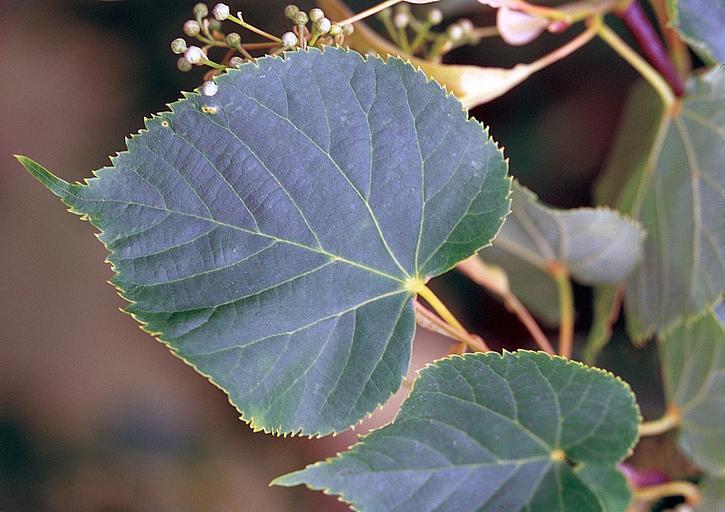 How-to-Identify-Basswood-Tilia-americana-leaves