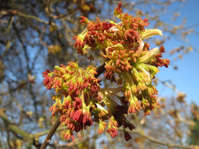 How-to-Identify-Boxelder-Maple-Acer-negundo-Flowers-2