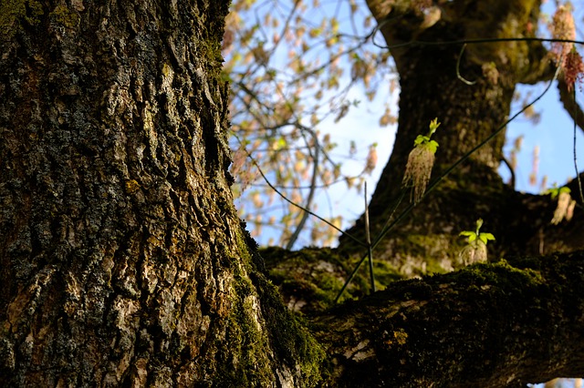 How-to-Identify-Boxelder-Maple-Acer-negundo-bark