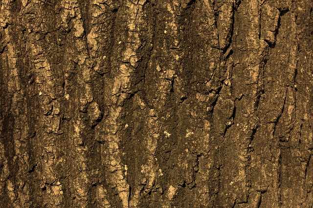 How-to-Identify-White-Elm-Ulmus-Americana-Bark