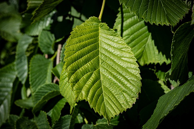 How-to-Identify-White-Elm-Ulmus-Americana-Leaves