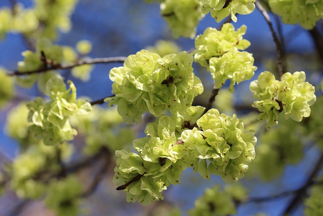 How-to-Identify-White-Elm-Ulmus-Americana-seeds-2