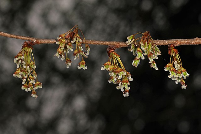 How-to-Identify-White-Elm-Ulmus-americana-Flowers