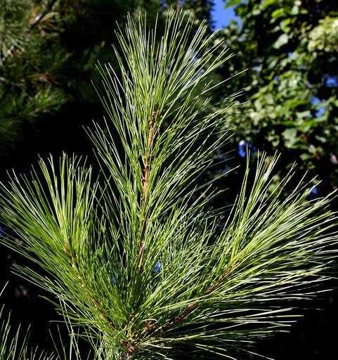 How-to-Identify-White-Pine-Pinus-Strobus-Needles-1