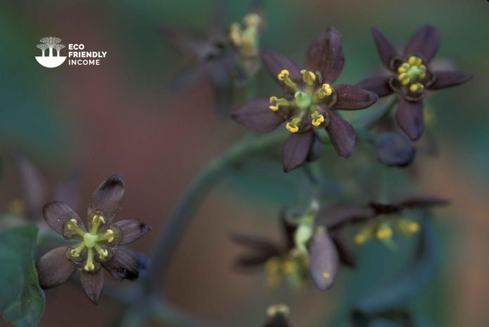 How to Identify and Propagate Blue Cohosh caulophyllum-thalictroides (1)