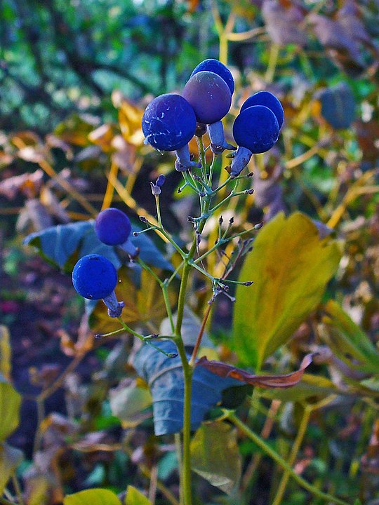 How to Identify and Propagate Blue Cohosh caulophyllum-thalictroides 4