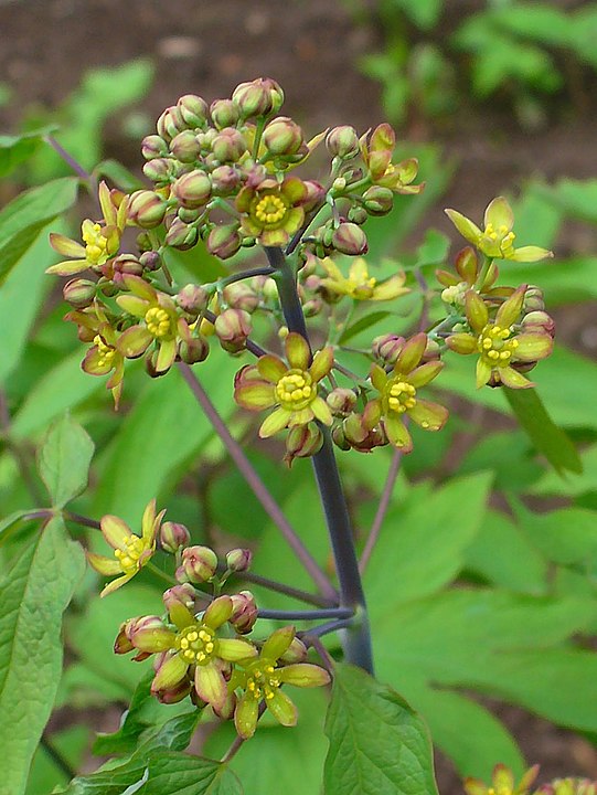 How-to-Identify-and-Propagate-Blue-Cohosh-caulophyllum-thalictroides-6-7