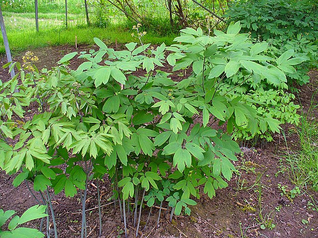 How to Identify and Propagate Blue Cohosh caulophyllum-thalictroides 6
