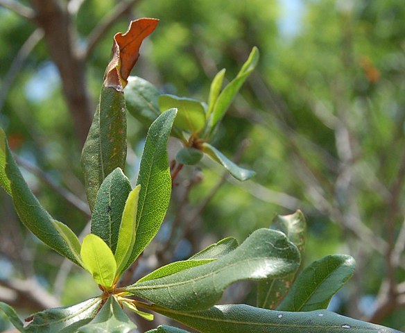 How-to-Proapgate-Northern-Bayberry-Myrica-Pensylvanica-Leaf