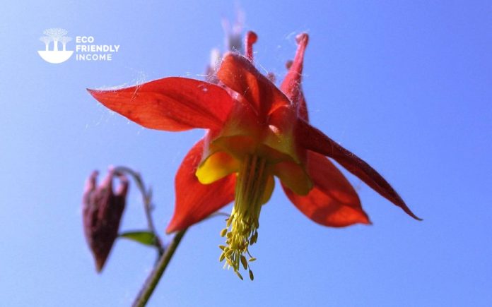 How to Propagate Canada Columbine Aquilegia Canadensis