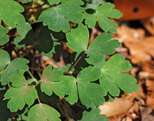 how to propagate canada columbine aquilegia canadensis