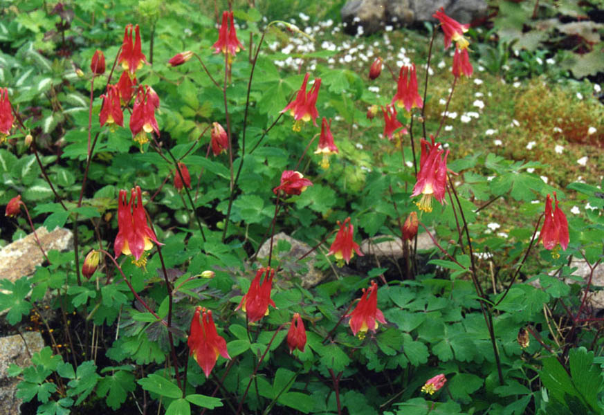 How to Propagate Canada Columbine Aquilegia_canadensis_'nana'