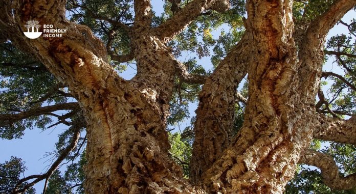 How to Propagate Cork Oak Quercus Suber
