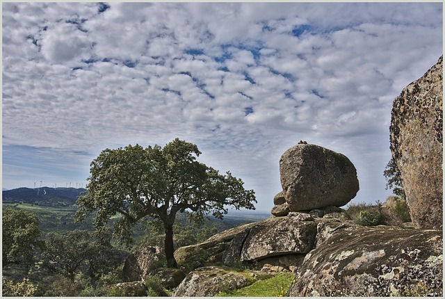 How to Propagate Cork Oak Trees