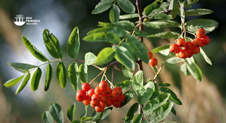 How to Propagate Mountain Ash (Sorbus Americana)