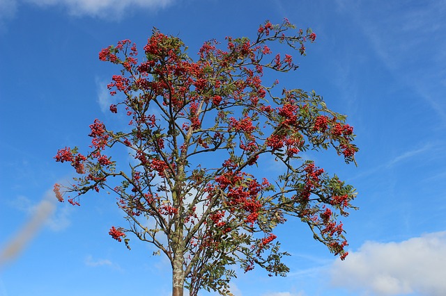 How-to-Propagate-Mountain-Ash-Sorbus-americana-2-5