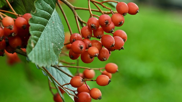 How-to-Propagate-Mountain-Ash-Sorbus-americana-2-6