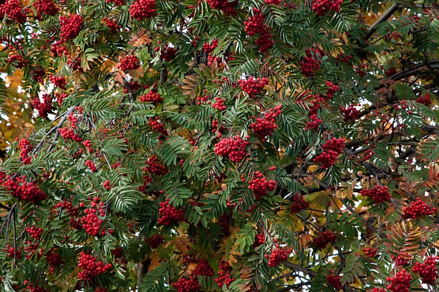 How-to-Propagate-Mountain-Ash-Sorbus-americana-3