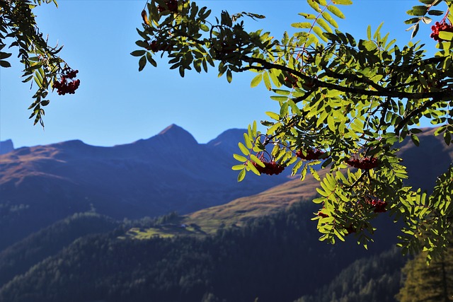 How-to-Propagate-Mountain-Ash-Sorbus-americana-4-1