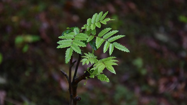 How-to-Propagate-Mountain-Ash-Sorbus-americana-5