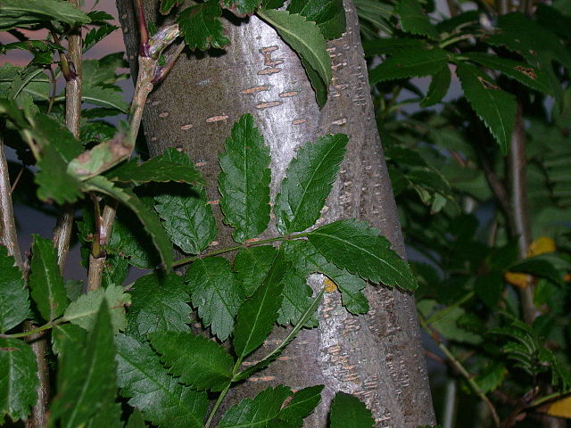 How-to-Propagate-Mountain-Ash-Sorbus-americana-7