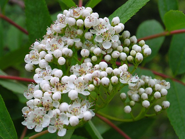 How-to-Propagate-Mountain-Ash-Sorbus-americana-Flowers