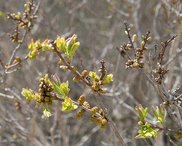 How-to-Propagate-Northern-Bayberry-Myrica-Pensilvanica-Sprouts