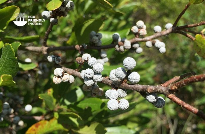 How to Propagate Northern Bayberry (Myrica Pensylvanica) (1)