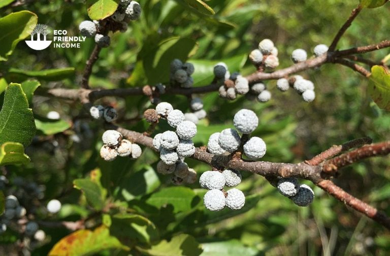 How to Propagate Northern Bayberry (Myrica Pensylvanica) (1)